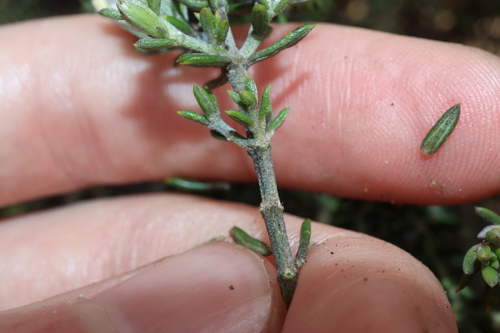 Image of Westringia rigida by (c) Thomas Mesaglio, some rights reserved (CC BY)