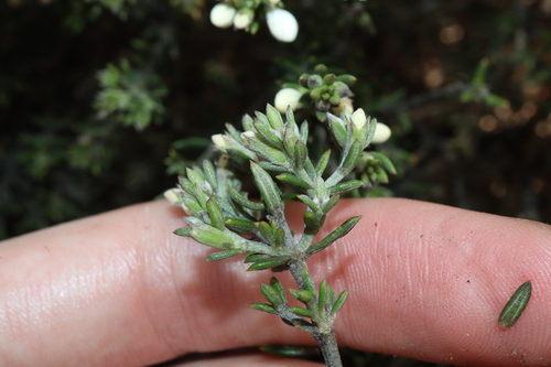 Image of Westringia rigida by (c) Thomas Mesaglio, some rights reserved (CC BY)
