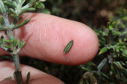Image of Westringia rigida by (c) Thomas Mesaglio, some rights reserved (CC BY)