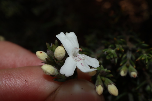 Image of Westringia rigida by (c) Thomas Mesaglio, some rights reserved (CC BY)