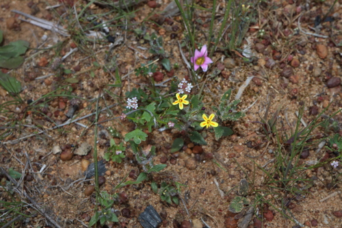 Image of Zaluzianskya divaricata by (c) Thomas Mesaglio, some rights reserved (CC BY)