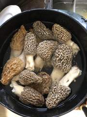 Morchellaceae