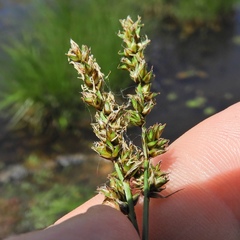 Carex prairea