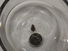 Eleutherodactylus campi