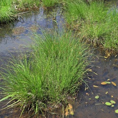Carex prairea