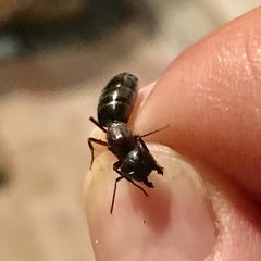 Camponotus novaeboracensis