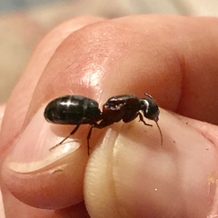 Camponotus novaeboracensis