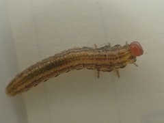 Euura alaskensis