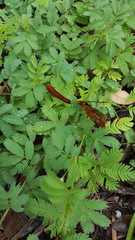 Desmanthus velutinus