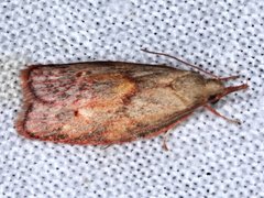 Enchocrates glaucopis