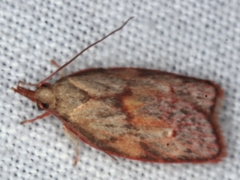Enchocrates glaucopis