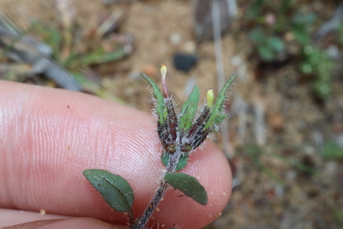 Image of Zaluzianskya divaricata by (c) Thomas Mesaglio, some rights reserved (CC BY)
