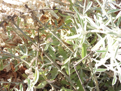 Image of Aerva javanica by (c) Mark Clarke, some rights reserved (CC BY)