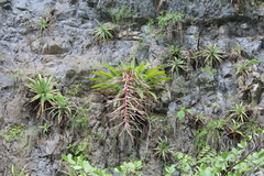 Tillandsia juerg-rutschmannii