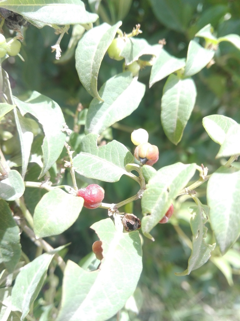 Muehlenbeckia tiliifolia
