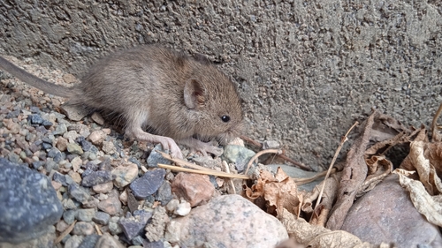 Talgar Birch Mouse (Sicista talgarica) — Data Deficient Mammalia