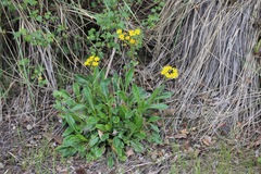 Packera toluccana