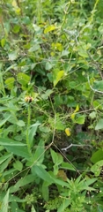 Spermolepis divaricata
