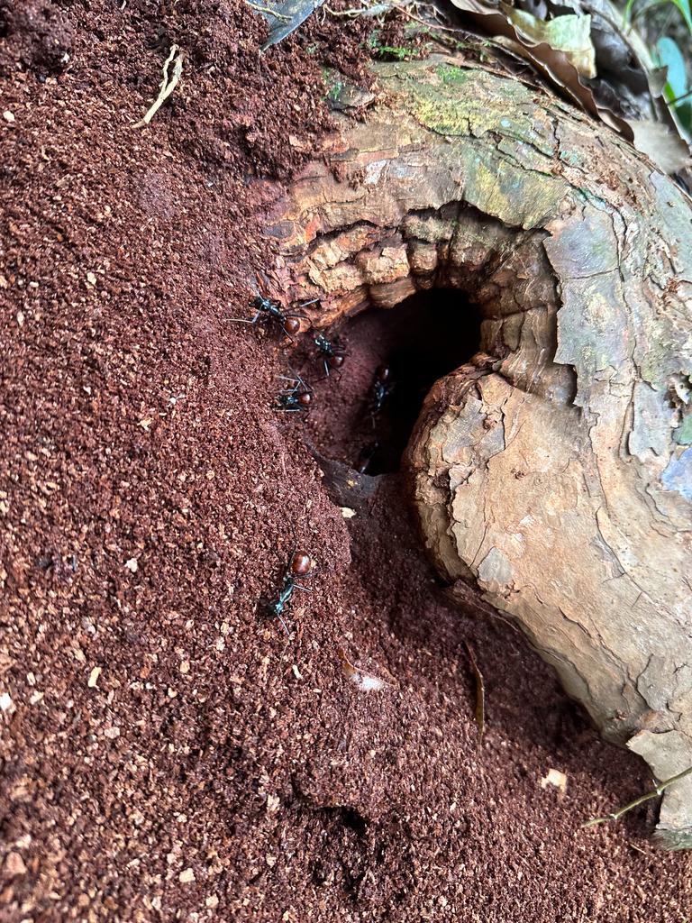 Dinomyrmex gigas gigas from Langkat, Sumatera Utara, Indonesien on ...