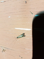 Macrostemum zebratum