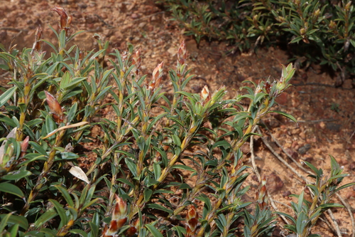 Mallet Poison (Gastrolobium densifolium)
