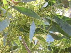 Cole's wattle (Acacia colei)