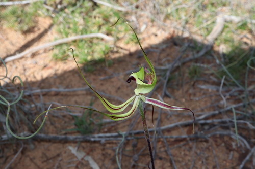 Image of Caladenia falcata by (c) Thomas Mesaglio, some rights reserved (CC BY)