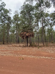 Livistona muelleri