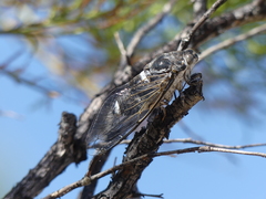 Cacama californica