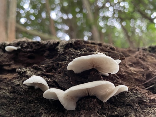 Crepidotus observed 2024-09-16