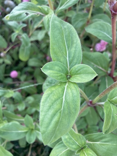 Gomphrena globosa