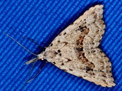 Trigonistis asthenopa