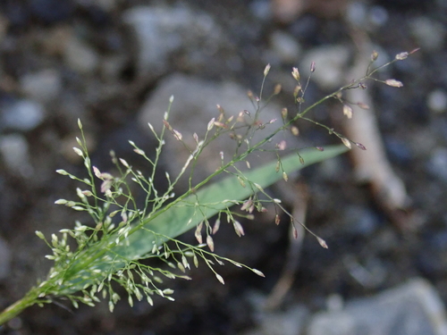 Eragrostis tenella