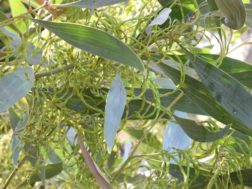 Image of Acacia colei by (c) Mark Clarke, some rights reserved (CC BY)
