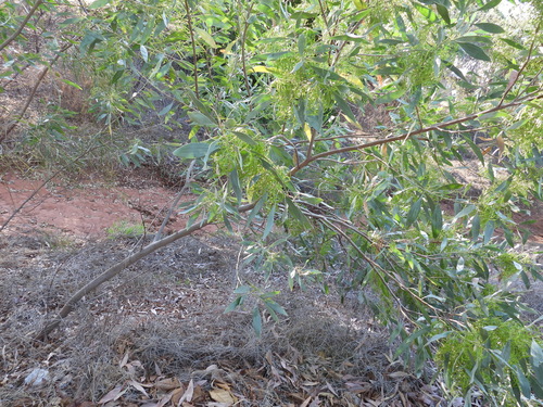 Image of Acacia colei by (c) Mark Clarke, some rights reserved (CC BY)