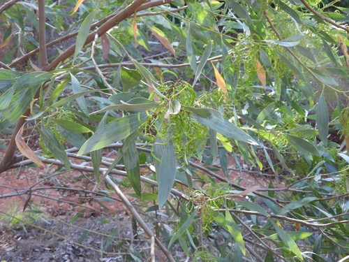 Image of Acacia colei by (c) Mark Clarke, some rights reserved (CC BY)