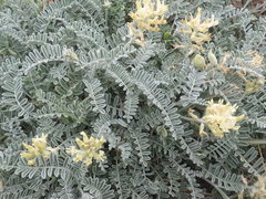 Astragalus miguelensis