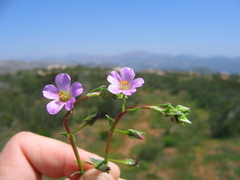 Calandrinia breweri