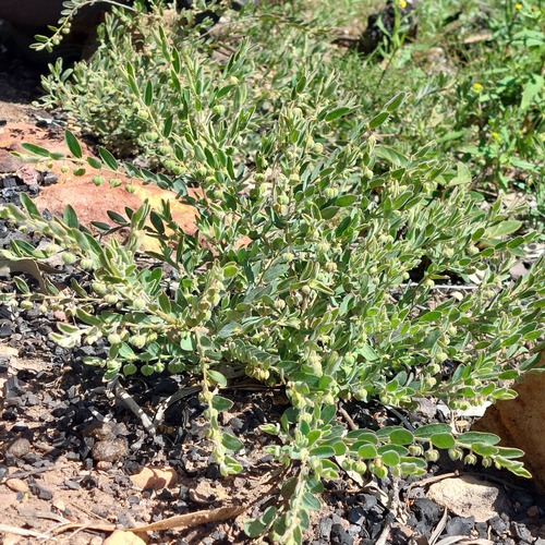 Phyllanthus carpentariae observed 2024-09-16