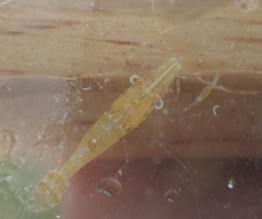 Leander tenuicornis