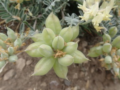 Astragalus miguelensis
