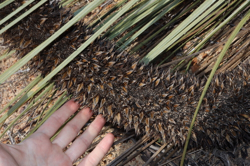 Image of Xanthorrhoea nana by (c) Thomas Mesaglio, some rights reserved (CC BY)