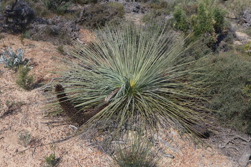 Image of Xanthorrhoea nana by (c) Thomas Mesaglio, some rights reserved (CC BY)