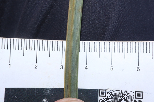 Image of Xanthorrhoea nana by (c) Thomas Mesaglio, some rights reserved (CC BY)