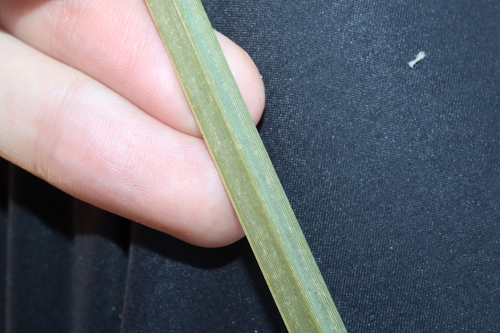 Image of Xanthorrhoea nana by (c) Thomas Mesaglio, some rights reserved (CC BY)