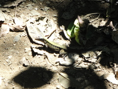 Holcosus leptophrys