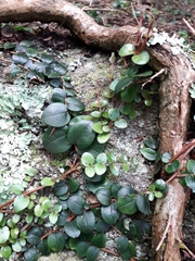 Metrosideros carminea