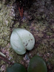 Metrosideros carminea