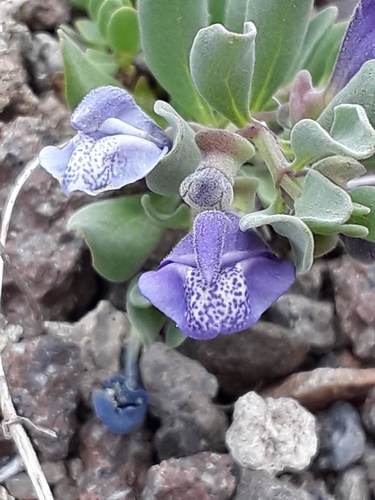 White Pine skullcap (Scutellaria sapphirina)