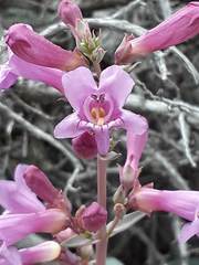 Penstemon confusus